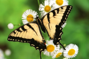 Tiger Swallowtail Butterfly7210910932 300x200 - Tiger Swallowtail Butterfly - Tiger, Swallowtail, Butterfly, Bird